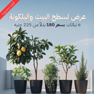 عرض لسطح البيت والبلكونة