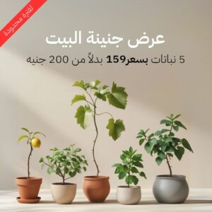 عرض جنينــة البيت