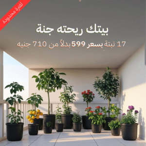 عرض بيتك ريحته جنة