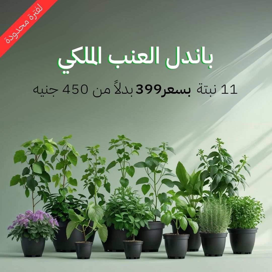 باندل العنب الملكي أضخم عرض من نبات 399